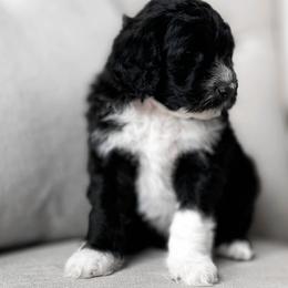 Chamonix - Black and white Portuguese Water Dog puppy in Mount Vernon, Ohio from Portie Club PWD's