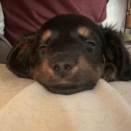 Jackson - Red male Dachshund puppy in Hobart, Indiana from Cogsworth Cromwell Dachshunds of NW Indiana