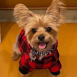 Bella - Yorkshire Terrier
