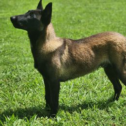 Mr. SIR - Fawn sable male Belgian Malinois puppy in Elizabethton, Tennessee from Forever Family K9