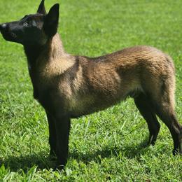 Mr. SIR - Fawn sable male Belgian Malinois puppy in Elizabethton, Tennessee from Forever Family K9