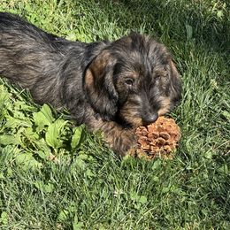 Sarge - Wild boar male Dachshund puppy in Superior, Montana from Never Land Dachshunds of Montana