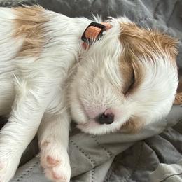 Cavalier King Charles Spaniel Puppies from George Larkin