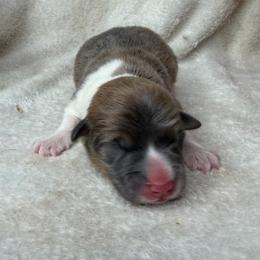 Lexi - Sable female Pembroke Welsh Corgi puppy in Grants Pass, Oregon from KnR Antler Dogs ~ Labrador Retrievers & Corgis