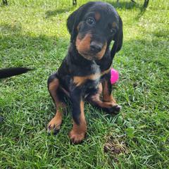 Gordon Setter Puppies from Tom McCleary