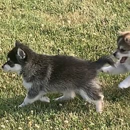 Pomsky Puppies from My Half Pint Pups