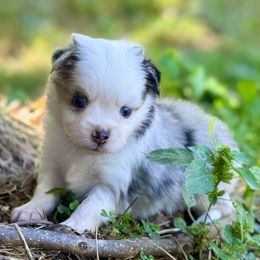 Cowardly lion - Blue merle male Toy Australian Shepherd puppy in Blacksburg, South Carolina from Blue’s Family Aussies
