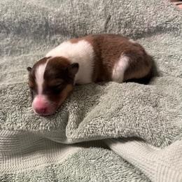 Boy 4 - male Scottish Collie puppy in Newcastle, Wyoming from Sundance Scottish-Colleys