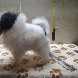 Art - Black parti female Pomeranian puppy in Andrews, South Carolina from Purple Diamonds Kennel