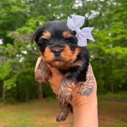 Sally - Black and tan female Yorkshire Terrier puppy in Georgia from Nalley Kennels