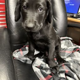 Labrador Retriever Puppies from Hunter’s Moon Retrievers