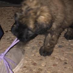 Bouvier des Flandres Puppies from Seasons of Joy Farm and Ranch