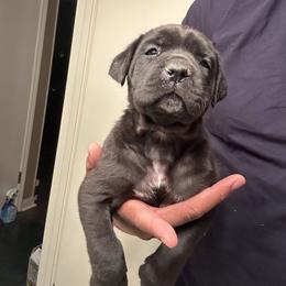 Nova - Black female Cane Corso puppy in Dallas, Texas from Exotic Empire Kennels LLC
