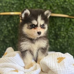 Twix - Black and white male Pomsky puppy in Mesa, Arizona from Platinum Pomskies