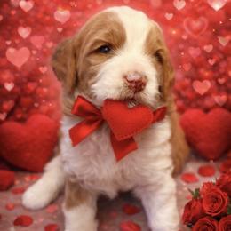 Lucky Jasper - Phantom male Goldendoodle puppy in Great Falls, Montana from AnneLuna Goldendoodles