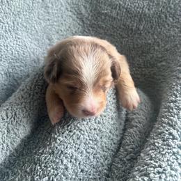 Maple - Red merle female Toy Australian Shepherd puppy in Union Grove, North Carolina from Grove Farm