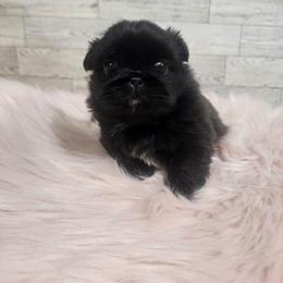 Tashy Girl 1 - Black female Pekingese puppy in Maurice, Louisiana from Stephanie's Bayou Pekingese