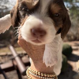 Mack - Chocolate and tan male Dachshund puppy in Bentonville, Arkansas from T & D Dachshunds by design