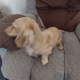 Dachshund Puppies from Leroux Creek Cream Dachshunds