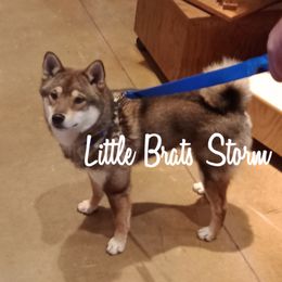 Storm - Shiba Inu