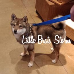 Storm - Shiba Inu