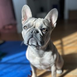 Penny - French Bulldog
