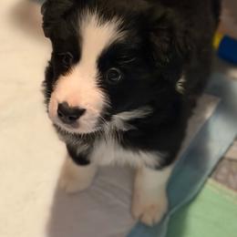 Arctic - Black and white female Border Collie puppy in Wasilla, Alaska from Story Kennel