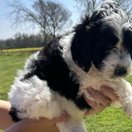 Girl 1 - Black and white Sheepadoodle puppy in Franklin, Texas from Cross Doodles