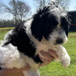 Girl 1 - Black and white Sheepadoodle puppy in Franklin, Texas from Cross Doodles