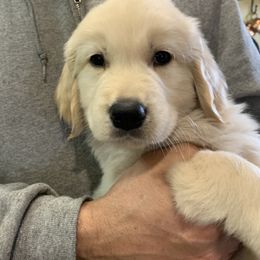 Boy 5 - Golden Retriever puppy in Michigan from Cider Ash Goldens
