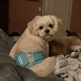 Sha Sha - Shih Tzu