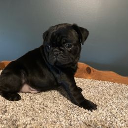 Biggest black male - Black male Pug puppy in Barry, Illinois from Tina’s Pugs