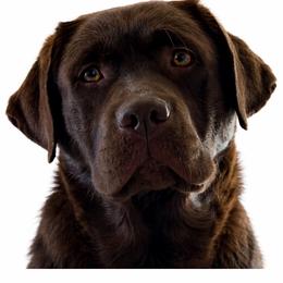 Josie - Labrador Retriever