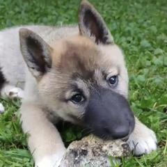 West Siberian Laikas from Petrichor West Siberian Laika