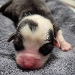 Rook - Black Tri - Black tri-color male Australian Shepherd puppy in Anthony, Florida from Out of the Blue Aussies