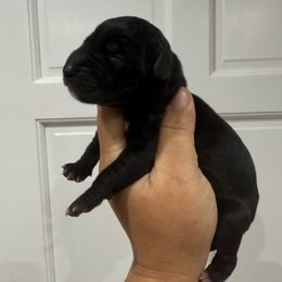 Pumpkin - Black female Great Dane puppy in Florida from Beachside Kennels