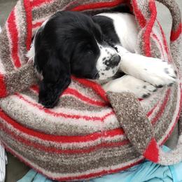 English Springer Spaniel Puppies from Enos Ranch Springer Spaniels