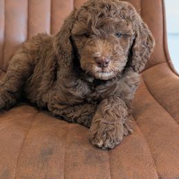 Jacie - Chocolate female Goldendoodle puppy in Prattville, Alabama from Jericho Junction Doodles and Poodles