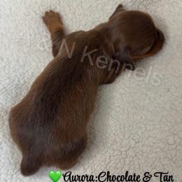 Aurora - Chocolate and tan female Dachshund puppy in Brandon, Mississippi from A & N Kennels