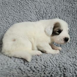Patch - eye patch badger - White and badger female Great Pyrenees puppy in Monmouth, Maine from Flewelling Great Pyrenees