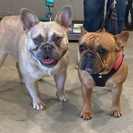French Bulldogs from Simply Southern Frenchies