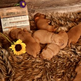 Labrador Retriever Puppies from TNT Elite Labradors