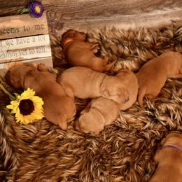 Labrador Retriever Puppies from TNT Elite Labradors