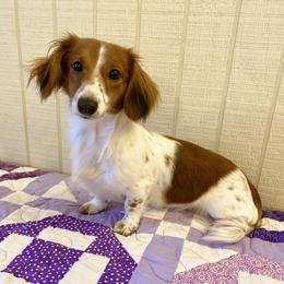 Millie - Dachshund