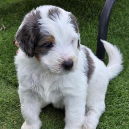 Toffee - Blue merle male Bernedoodle puppy in Mc Gaheysville, Virginia from Doting Doodles