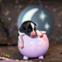 Border Collie, Papillon, Sporty Mix, and Whippet Puppies from Old Hemp Border Collies / Open Horizon Sport Dogs