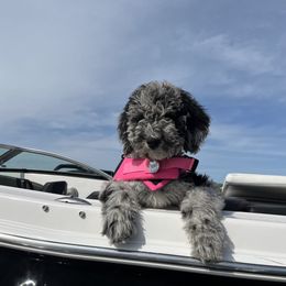 Bernedoodle and Goldendoodle All Grown Up from A.N.A. Doodles