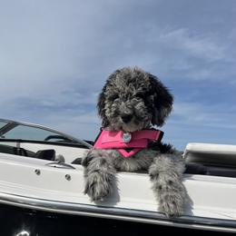 Bernedoodle and Goldendoodle All Grown Up from A.N.A. Doodles