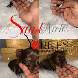 Crypto - Chocolate, tan and white male Yorkshire Terrier puppy in Lynwood, Illinois from SaintNicksWay
