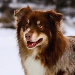 Shooter - Australian Shepherd